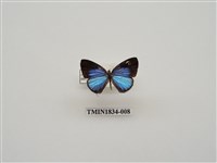 藏品(雅波灰蝶(指名亞種))的圖片